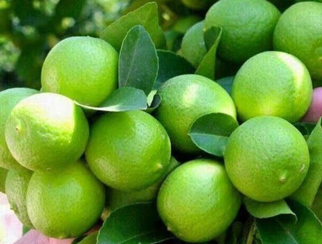 فصل برداشت لیموترش آغاز شد